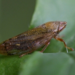 Aphrophora salicina. Aphrophora salicina.