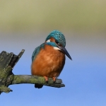 IJsvogeltje (Alcedo atthis). IJsvogeltje (Alcedo atthis).