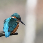 IJsvogeltje (Alcedo atthis). IJsvogeltje (Alcedo atthis).