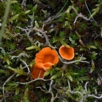 Grote oranje bekerzwam (Aleuria aurantia). Grote oranje bekerzwam (Aleuria aurantia).