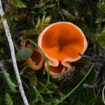 Grote oranje bekerzwam (Aleuria aurantia). Grote oranje bekerzwam (Aleuria aurantia).