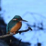 IJsvogeltje (Alcedo atthis). IJsvogeltje (Alcedo atthis).