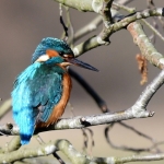 IJsvogeltje (Alcedo atthis). IJsvogeltje (Alcedo atthis).