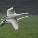 Knobbelzwaan (Cygnus olor). Knobbelzwaan (Cygnus olor).