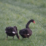 Zwarte zwaan (Cygnus atratus). Zwarte zwaan (Cygnus atratus).
