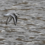 Drieteenstrandloper (Calidris alba). Drieteenstrandloper (Calidris alba).