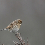 Rietgors (Emberiza schoeniclus). Rietgors (Emberiza schoeniclus).