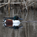 Slobeend (Spatula clypeata). Slobeend (Spatula clypeata).