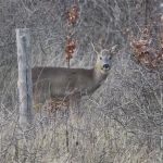 Ree (Capreolus capreolus). Ree (Capreolus capreolus).