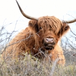 Schotse hooglander . Schotse hooglander .