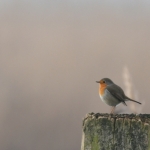 Roodborstje (Erithacus rubecula). Roodborstje (Erithacus rubecula).