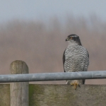 Havik (Accipiter gentilis). Havik (Accipiter gentilis).