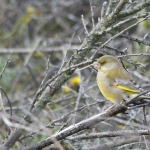 Groenling (Chloris chloris). Groenling (Chloris chloris).