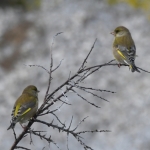 Groenling (Chloris chloris). Groenling (Chloris chloris).