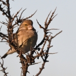 Groenling (Chloris chloris). Groenling (Chloris chloris).