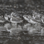 Drieteenstrandloper (Calidris alba). Drieteenstrandloper (Calidris alba).