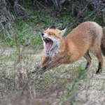Vos (Vulpes vulpes). Vos (Vulpes vulpes).