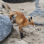 Vos (Vulpes vulpes). Vos (Vulpes vulpes).