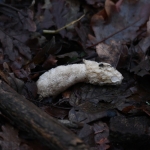 Grote stinkzwam (Phallus impudicus). Grote stinkzwam (Phallus impudicus).