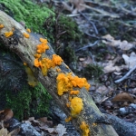 Gele trilzwam (Tremella mesenterica). Gele trilzwam (Tremella mesenterica).