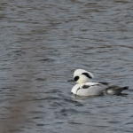 Nonnetje (Mergellus albellus). Nonnetje (Mergellus albellus).