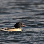 Grote zaagbek (Mergus merganser). Grote zaagbek (Mergus merganser).