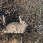 Konijn (Oryctolagus cuniculus). Konijn (Oryctolagus cuniculus).
