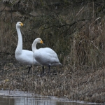 Wilde zwaan (Cygnus cygnus). Wilde zwaan (Cygnus cygnus).