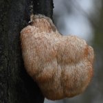 Pruikzwam (Hericium erinaceus). Pruikzwam (Hericium erinaceus).