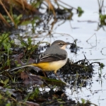 Grote gele kwikstaart (Motacilla cinerea). Grote gele kwikstaart (Motacilla cinerea).