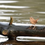Winterkoninkje (Troglodytes troglodytes). Winterkoninkje (Troglodytes troglodytes).