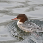 Grote zaagbek (Mergus merganser). Grote zaagbek (Mergus merganser).