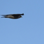 Slechtvalk (Falco peregrinus). Slechtvalk (Falco peregrinus).