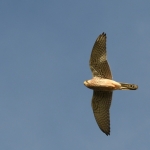 Torenvalkje (Falco tinnunculus). Torenvalkje (Falco tinnunculus).