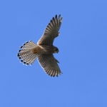 Torenvalkje (Falco tinnunculus). Torenvalkje (Falco tinnunculus).