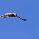 Torenvalkje (Falco tinnunculus). Torenvalkje (Falco tinnunculus).