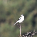 Klapekster (Lanius excubitor). Klapekster (Lanius excubitor).