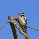 Grote bonte specht (Dendrocopos major). Grote bonte specht (Dendrocopos major).