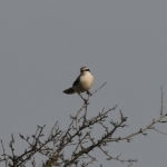 Klapekster (Lanius excubitor). Klapekster (Lanius excubitor).