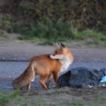 Vos (Vulpes vulpes). Vos (Vulpes vulpes).