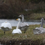 Wilde zwaan (Cygnus cygnus). Wilde zwaan (Cygnus cygnus).