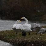Wilde zwaan (Cygnus cygnus). Wilde zwaan (Cygnus cygnus).