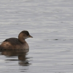 Dodaars (Tachybaptus ruficollis). Dodaars (Tachybaptus ruficollis).