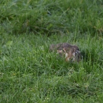 Haas (Lepus europaeus). Haas (Lepus europaeus).