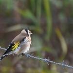 Putter (Carduelis carduelis). Putter (Carduelis carduelis).