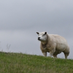 schaap. schaap.