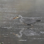 Blauwe reiger (Ardea cinerea). Blauwe reiger (Ardea cinerea).