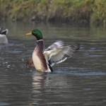 Wilde eend (Anas platyrhynchos). Wilde eend (Anas platyrhynchos).