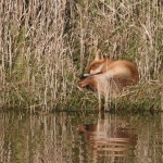 Vos (Vulpes vulpes). Vos (Vulpes vulpes).