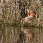 Vos (Vulpes vulpes). Vos (Vulpes vulpes).